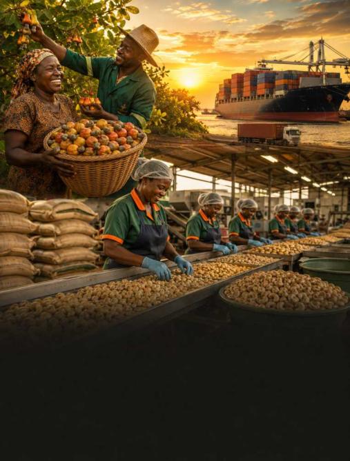 Cashew Investment Image